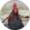 Joshua Daun Avatar